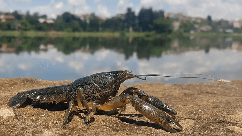 https://erumaqua.lt/image/cache/catalog/blog/2024/Erumaqua-Crayfish-1-960x540.jpg-960x540.png