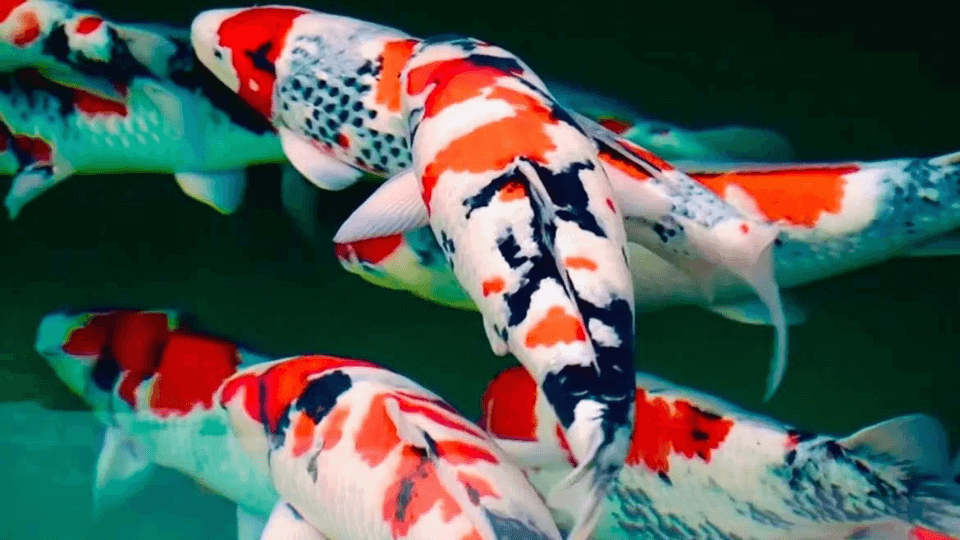 https://erumaqua.lt/image/cache/catalog/blog/2024/koi-carps-japan-960x540.jpg-960x540.png