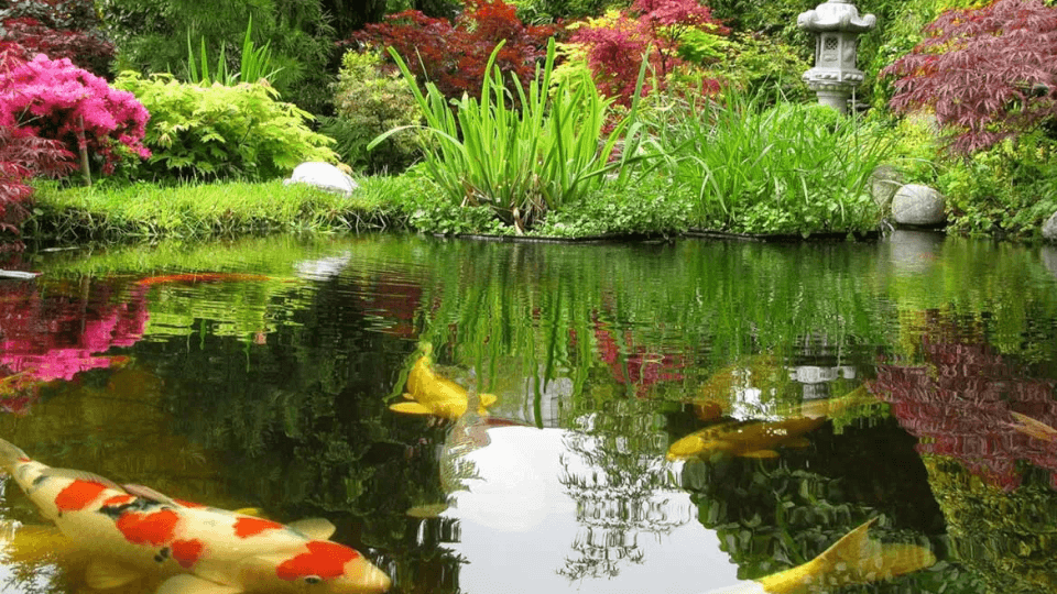 https://erumaqua.lt/image/cache/catalog/blog/2024/pond-nice-erumaqua-960x540.jpg-960x540.png