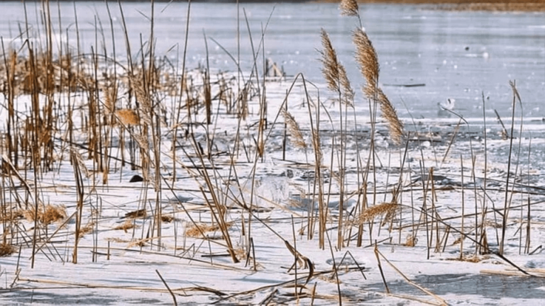 Dekoratyviniai vandens tvenkinių augalai žiemai